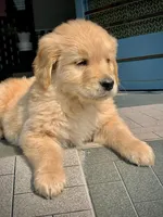 Jimmy, a male Golden Retriever for sale in Temecula, CA – 3 of 3