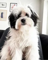 Shakur, a male Lowchen for sale in Temecula, CA – 2 of 4