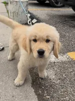 Kim, a male Golden Retriever for sale in San Francisco, CA – 1 of 3