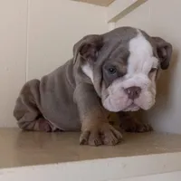 Bella, a female English Bulldog for sale in Temecula, CA – 3 of 4