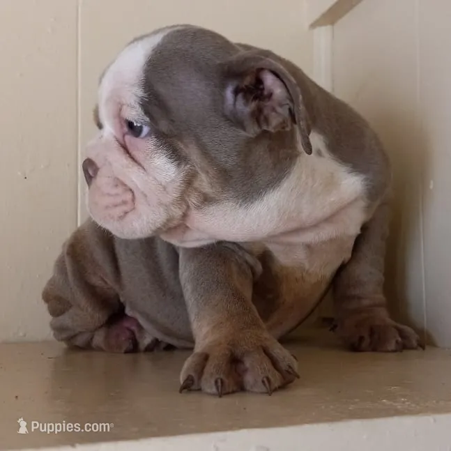Bella – English Bulldog puppy for sale in Temecula, CA