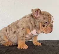 Gutta, a male English Bulldog for sale in Temecula, CA – 2 of 4