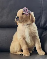 Bella, a female Golden Retriever for sale in Los Angeles, CA – 2 of 4