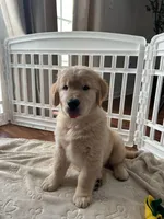 Poleman, a male Golden Retriever for sale in Temecula, CA – 3 of 3