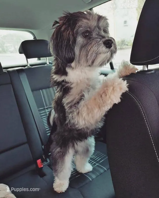 Bisac – Lowchen puppy for sale in Temecula, CA