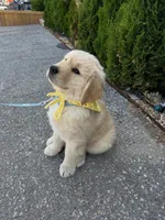 Kim, a male Golden Retriever for sale in San Francisco, CA – 3 of 3