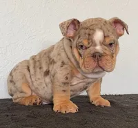 Gutta, a male English Bulldog for sale in Temecula, CA – 4 of 4