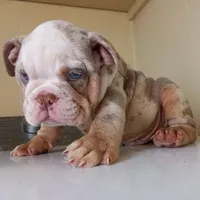 Coldy, a male English Bulldog for sale in Temecula, CA – 2 of 4