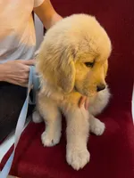 Kim, a male Golden Retriever for sale in San Francisco, CA – 2 of 3