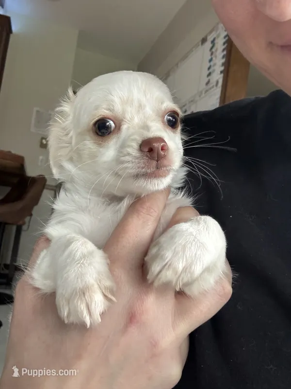 Green Eyed Girl – Chihuahua puppy for sale in Marengo, IA
