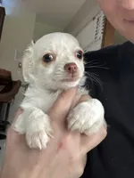 Green Eyed Girl, a female Chihuahua for sale in Marengo, IA – 1 of 4