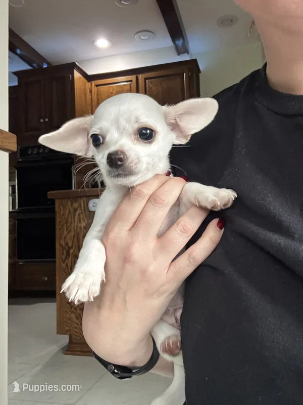 Lil Man – Chihuahua puppy for sale in Marengo, IA