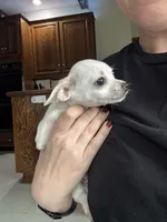 Lil Man, a male Chihuahua for sale in Marengo, IA – 2 of 4