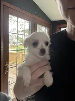 Sassy, a female Chihuahua for sale in Marengo, IA – 4 of 5