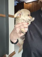 Ginger, a female Chihuahua for sale in Marengo, IA – 2 of 3