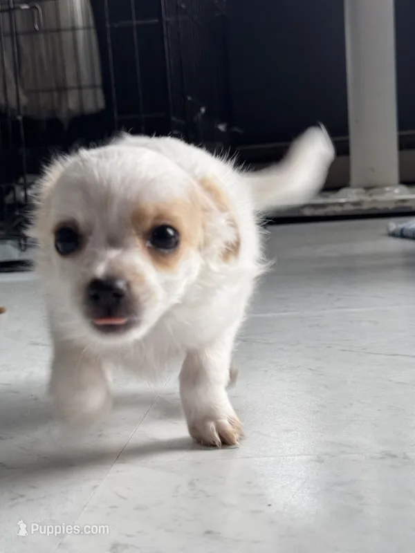 Sassy – Chihuahua puppy for sale in Marengo, IA