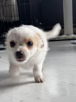 Sassy, a female Chihuahua for sale in Marengo, IA – 1 of 5