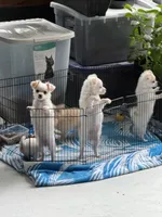 Sassy, a female Chihuahua for sale in Marengo, IA – 2 of 5