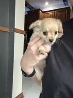 Ginger, a female Chihuahua for sale in Marengo, IA – 1 of 3