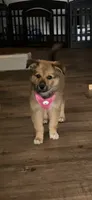 Xena, a female German Spitz and German Shepherd Dog for sale in Denton, TX – 3 of 4