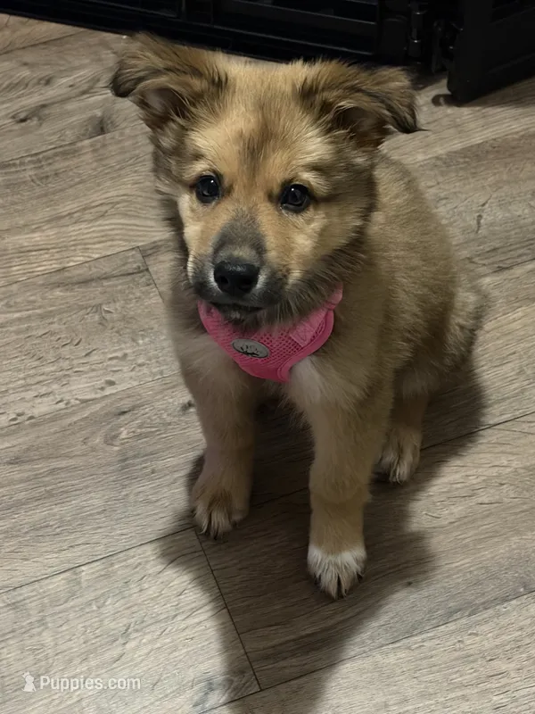 Xena – German Spitz, German Shepherd Dog puppy for sale in Denton, TX