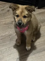 Xena, a female German Spitz and German Shepherd Dog for sale in Denton, TX – 1 of 4