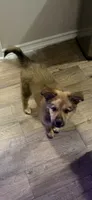 Xena, a female German Spitz and German Shepherd Dog for sale in Denton, TX – 2 of 4