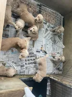 Light green collar male, a male Golden Retriever for sale in Bangor, ME – Photo 3 of 9