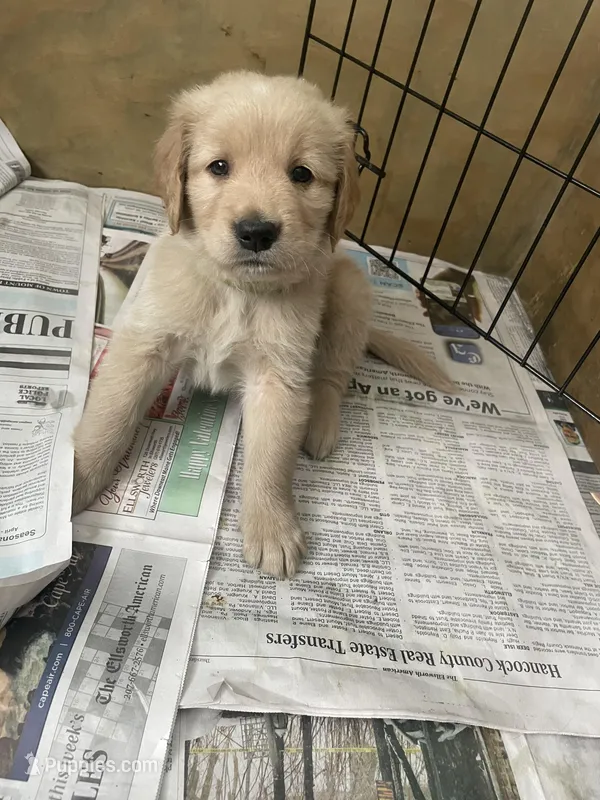 Light green collar male