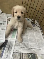 Light green collar male, a male Golden Retriever for sale in Bangor, ME – Photo 1 of 9