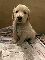 Light green collar male, a male Golden Retriever for sale in Bangor, ME – Photo 2 of 9