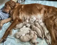 Light green collar male, a male Golden Retriever for sale in Bangor, ME – Photo 9 of 9