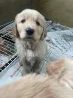 Tan collar male, a male Golden Retriever for sale in Bangor, ME – Photo 1 of 9