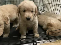 Tan collar male, a male Golden Retriever for sale in Bangor, ME – Photo 2 of 9