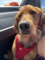 Tan collar male, a male Golden Retriever for sale in Bangor, ME – Photo 5 of 9