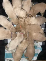 Tan collar male, a male Golden Retriever for sale in Bangor, ME – Photo 6 of 9