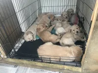 Tan collar male, a male Golden Retriever for sale in Bangor, ME – Photo 4 of 9