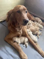 Tan collar male, a male Golden Retriever for sale in Bangor, ME – Photo 7 of 9