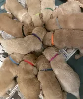 Light blue collar male, a male Golden Retriever for sale in Bangor, ME – Photo 5 of 9