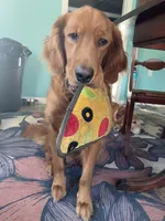 Light blue collar male, a male Golden Retriever for sale in Bangor, ME – Photo 8 of 9