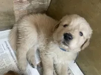 Light blue collar male, a male Golden Retriever for sale in Bangor, ME – Photo 4 of 9