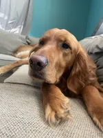 Light blue collar male, a male Golden Retriever for sale in Bangor, ME – Photo 7 of 9