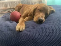 Light blue collar male, a male Golden Retriever for sale in Bangor, ME – Photo 6 of 9