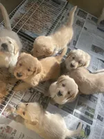 Light blue collar male, a male Golden Retriever for sale in Bangor, ME – Photo 3 of 9