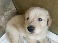 Light blue collar male, a male Golden Retriever for sale in Bangor, ME – Photo 1 of 9