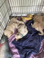 Light blue collar male, a male Golden Retriever for sale in Bangor, ME – Photo 2 of 9