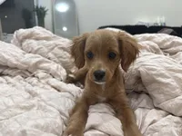 Rosie , a female Cavapoo for sale in Staten Island, NY – Photo 2 of 2