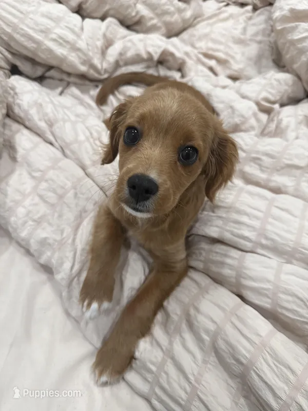 Rosie  – Cavapoo puppy for sale in Staten Island, NY