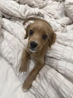 Rosie , a female Cavapoo for sale in Staten Island, NY – Photo 1 of 2