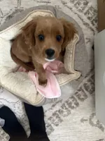 Rosie , a female Cavapoo for sale in Staten Island, NY – 3 of 5